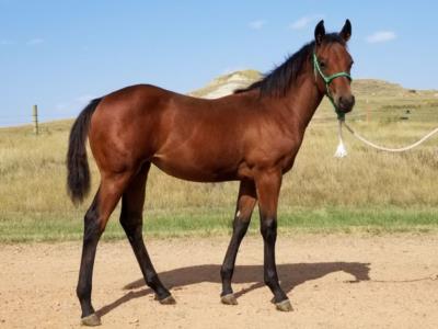 Whiskey Up Crocus JW <BR> AQHA 6014610